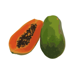 Papaya-Vector